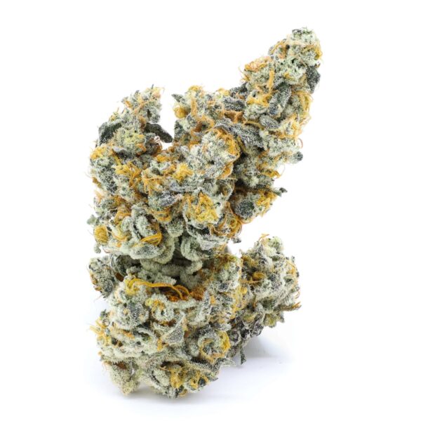 Highway Maxx Indoor Indica