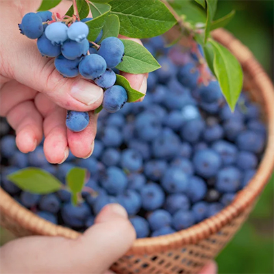 blueberries