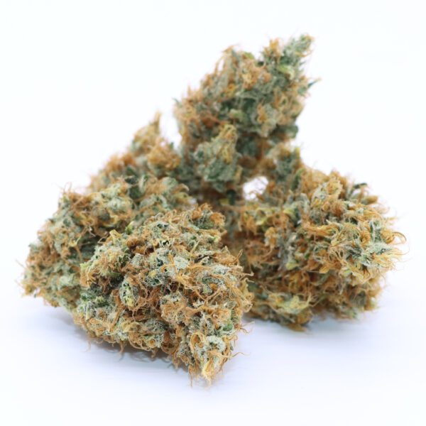 Red Dragon Indoor Hybrid