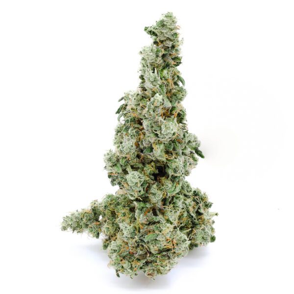 Ruby Violet Indoor Hybrid